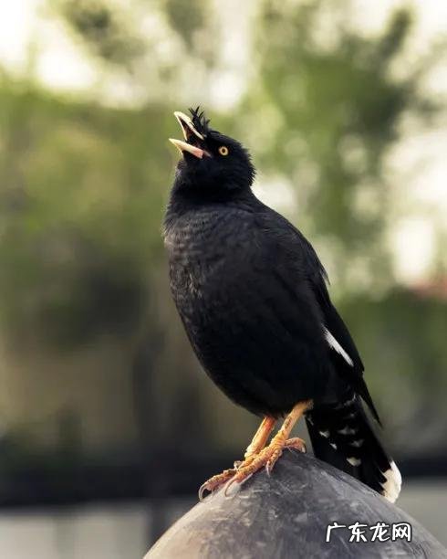 蛞蝓到家风水 鹩哥到家的风水