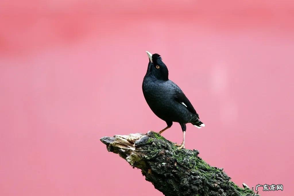 蛞蝓到家风水 鹩哥到家的风水