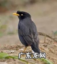 蛞蝓到家风水 鹩哥到家的风水