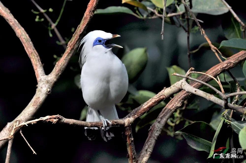 蛞蝓到家风水 鹩哥到家的风水