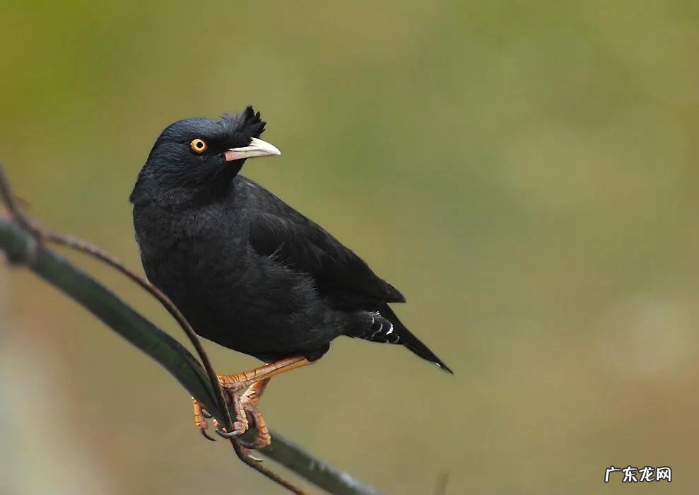 蛞蝓到家风水 鹩哥到家的风水