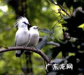 蛞蝓到家风水 鹩哥到家的风水