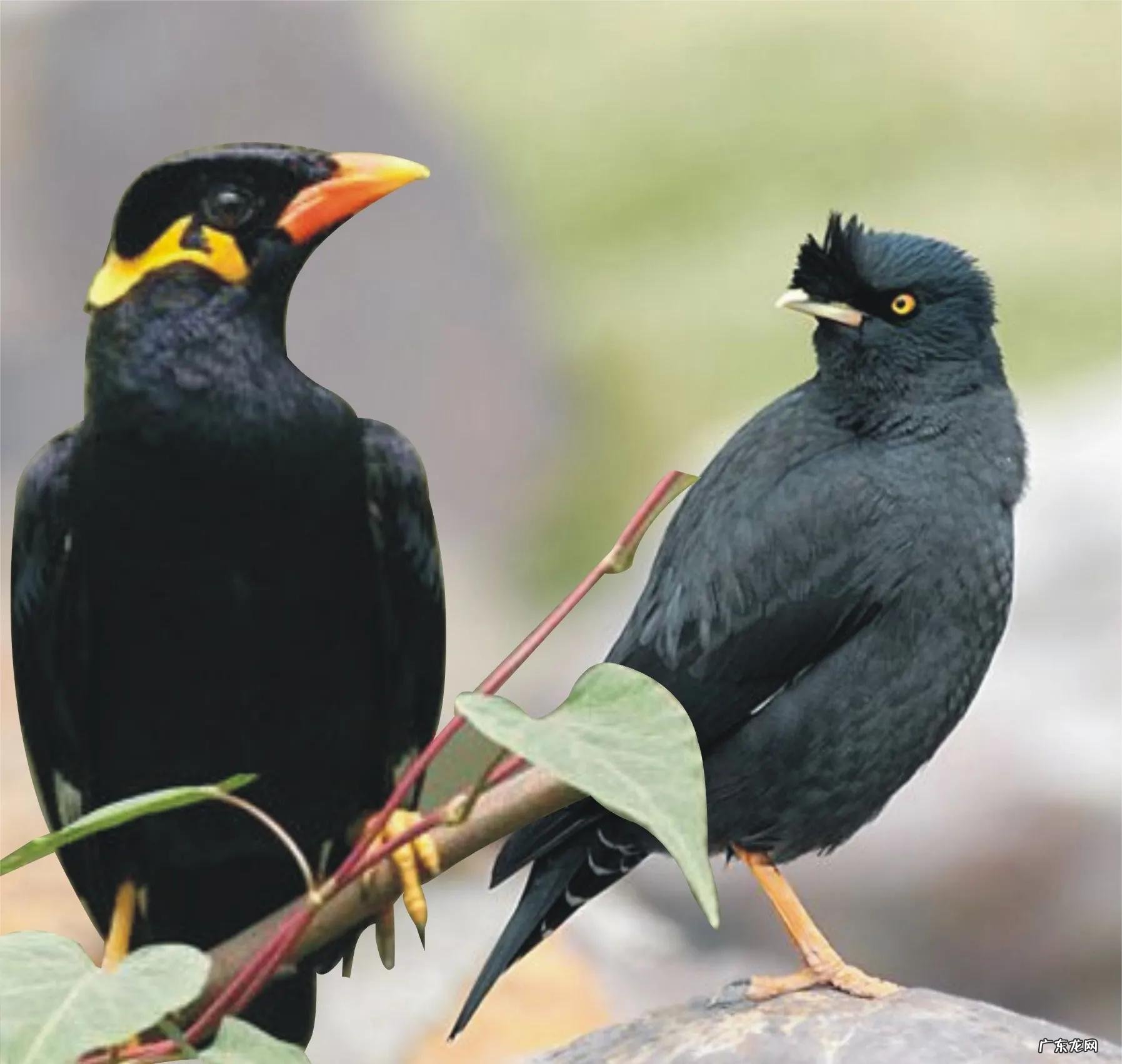 蛞蝓到家风水 鹩哥到家的风水