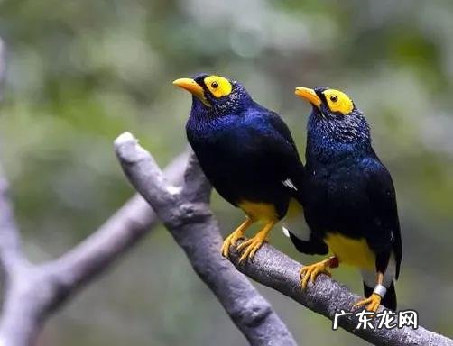 蛞蝓到家风水 鹩哥到家的风水