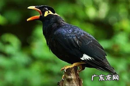 蛞蝓到家风水 鹩哥到家的风水