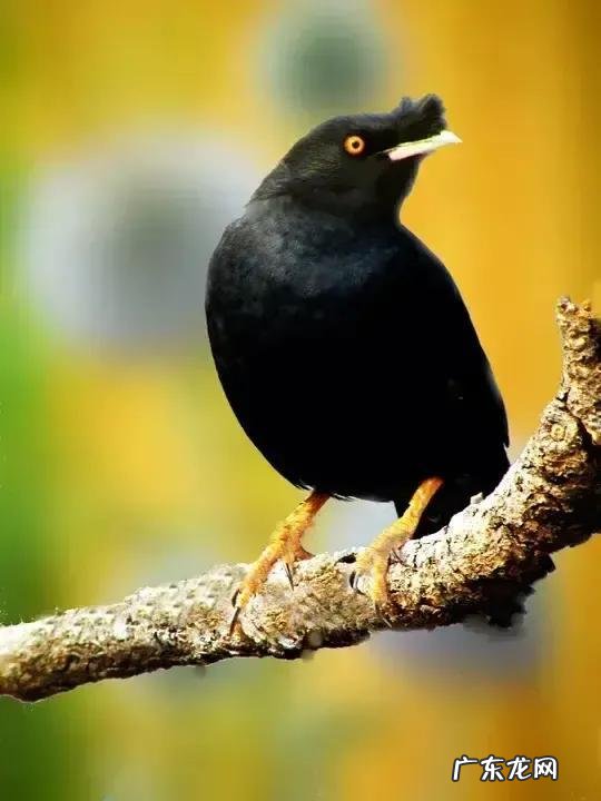 蛞蝓到家风水 鹩哥到家的风水