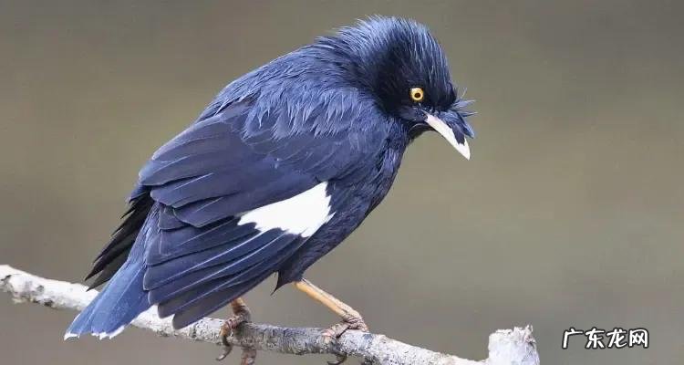 蛞蝓到家风水 鹩哥到家的风水