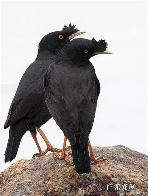 蛞蝓到家风水 鹩哥到家的风水