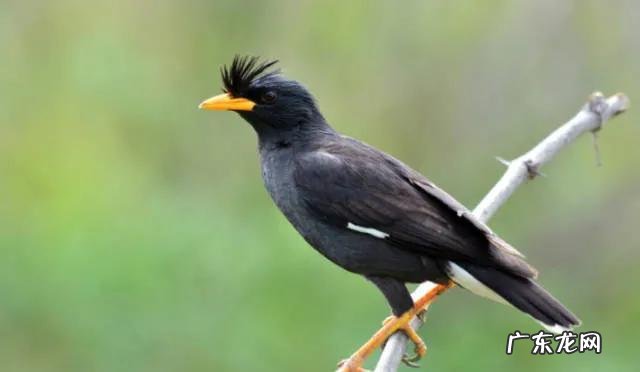 蛞蝓到家风水 鹩哥到家的风水