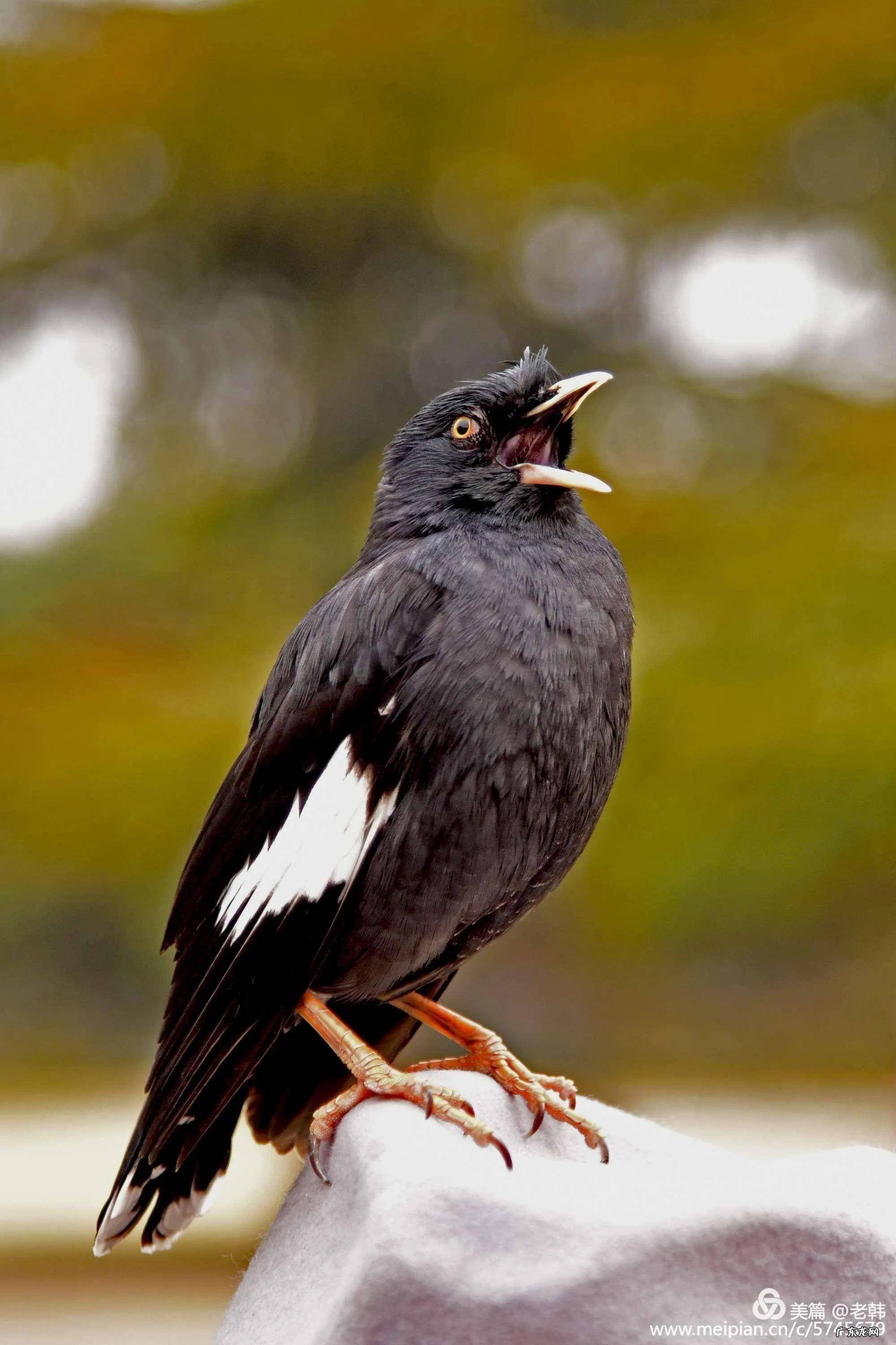 蛞蝓到家风水 鹩哥到家的风水