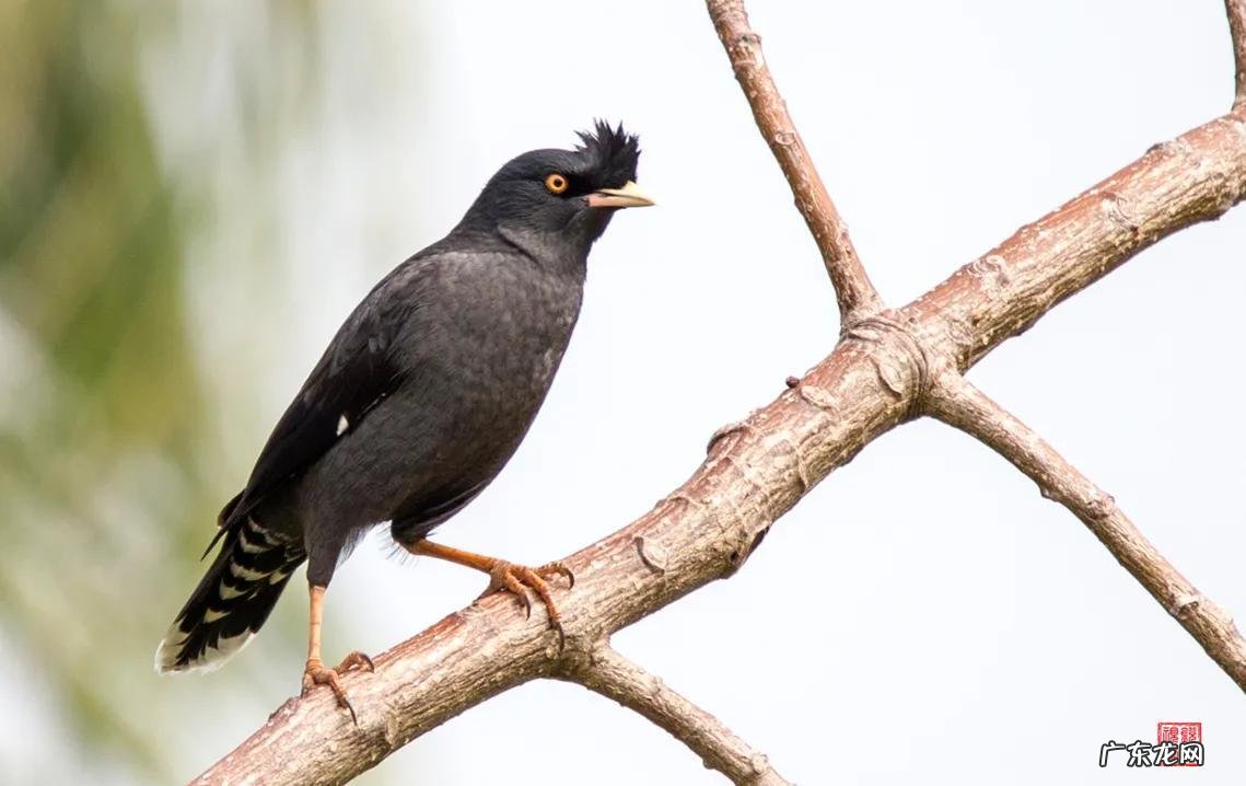 蛞蝓到家风水 鹩哥到家的风水