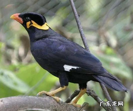 蛞蝓到家风水 鹩哥到家的风水