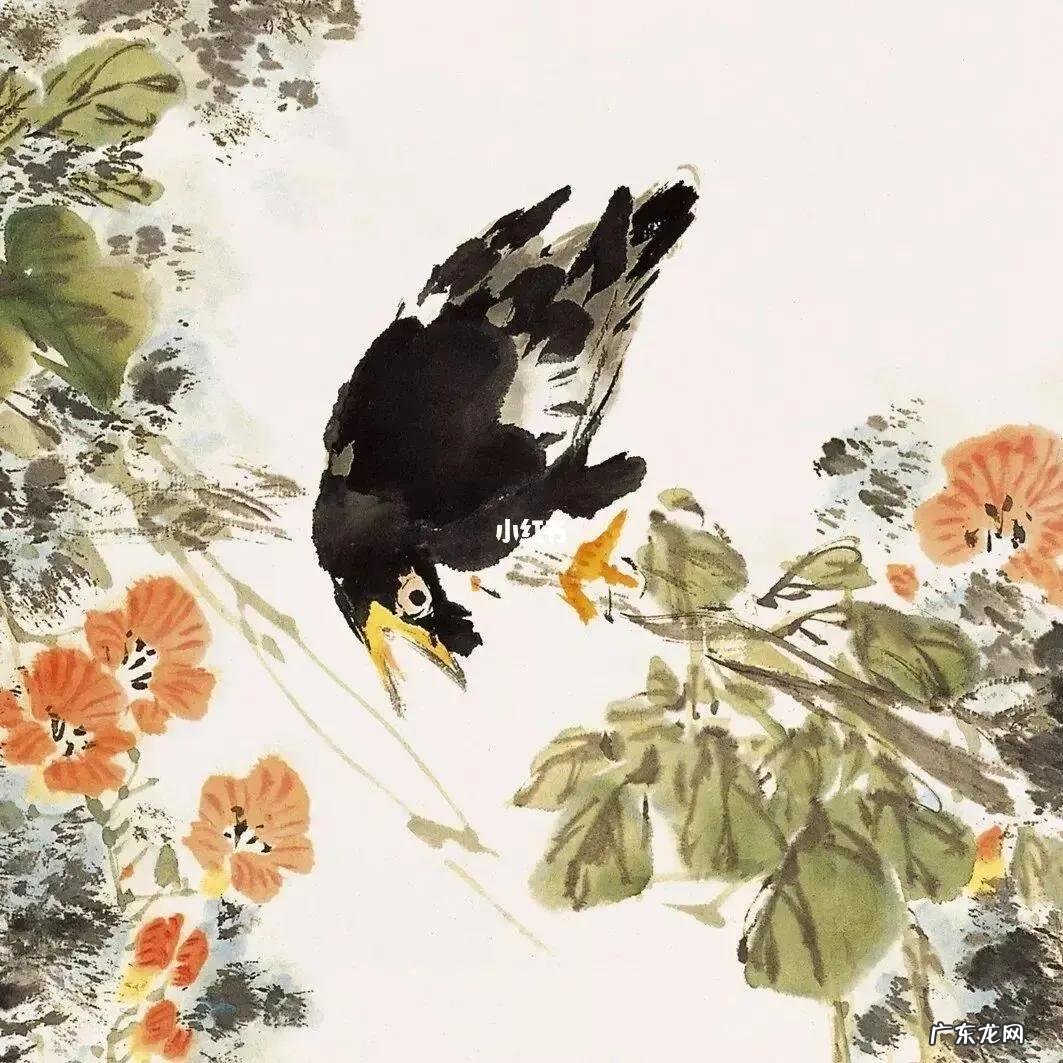 蛞蝓到家风水 鹩哥到家的风水