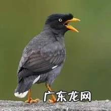 蛞蝓到家风水 鹩哥到家的风水