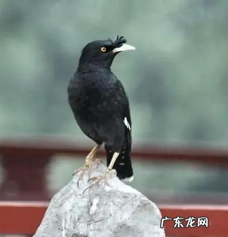 蛞蝓到家风水 鹩哥到家的风水