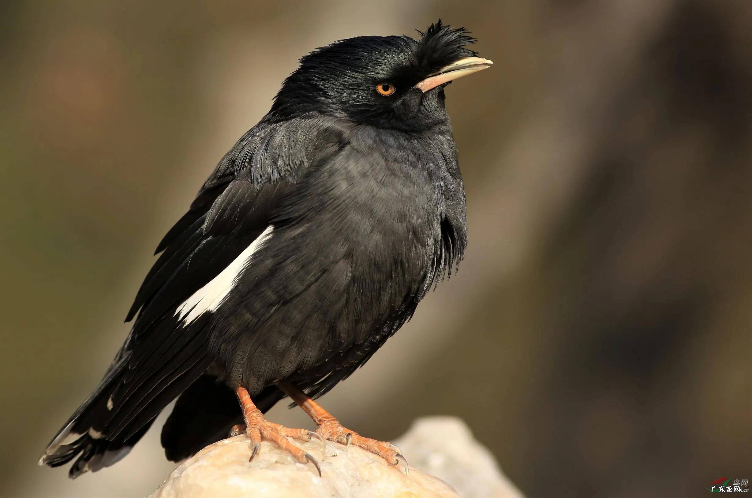 蛞蝓到家风水 鹩哥到家的风水
