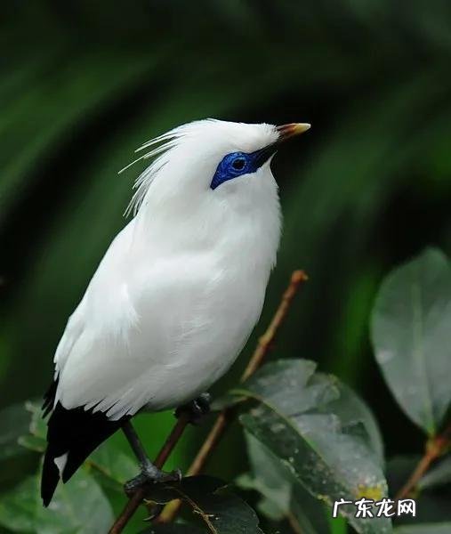 蛞蝓到家风水 鹩哥到家的风水