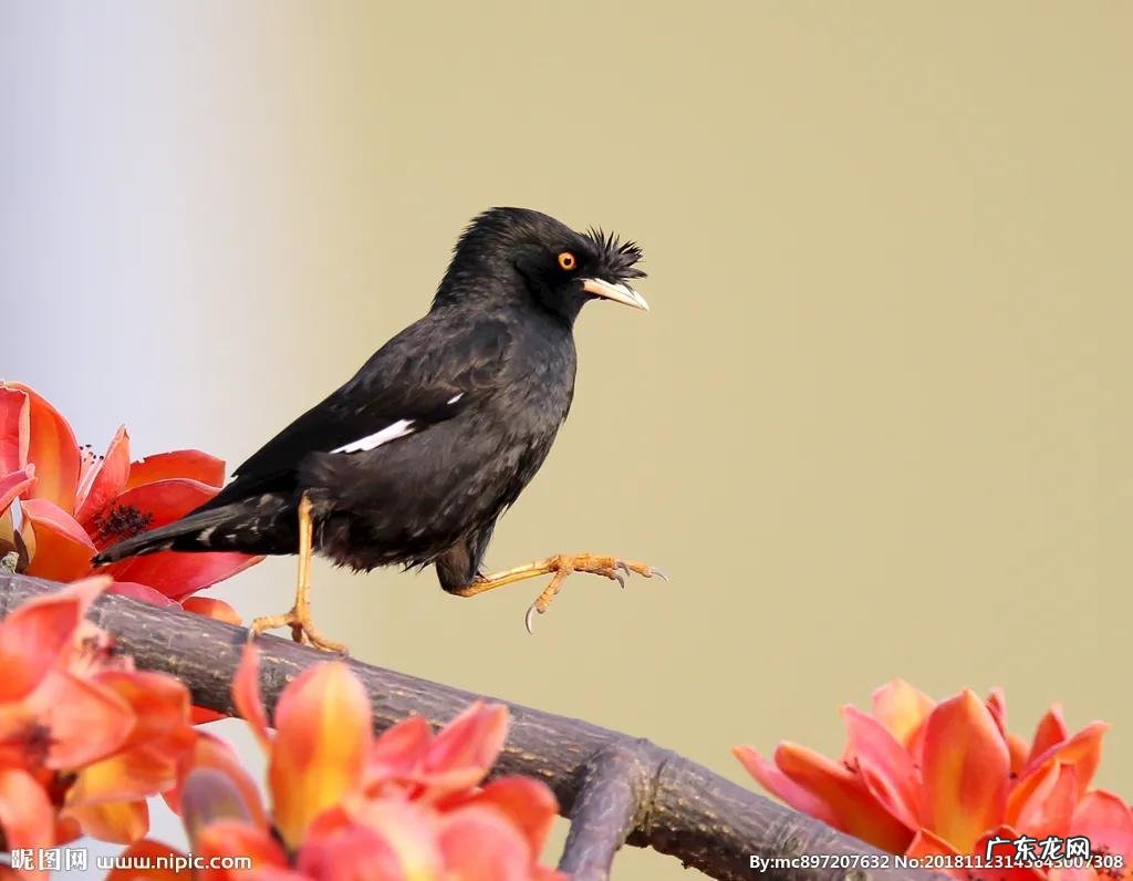 蛞蝓到家风水 鹩哥到家的风水