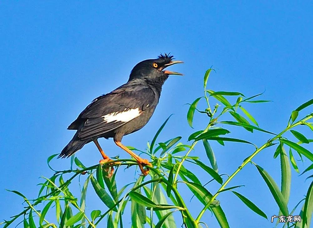 蛞蝓到家风水 鹩哥到家的风水