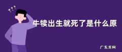 牛犊出生就死了是什么原因，附预防措施