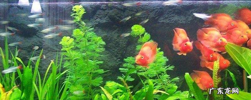 自来水放置多久能养鱼,附养鱼注意事项