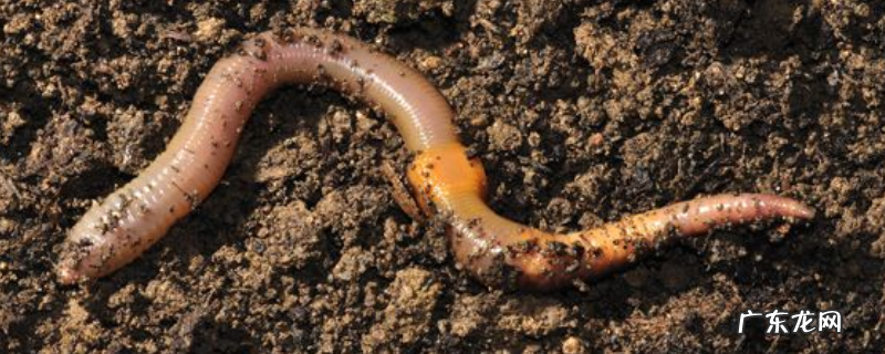 野生蚯蚓怎么养殖，有哪些要点