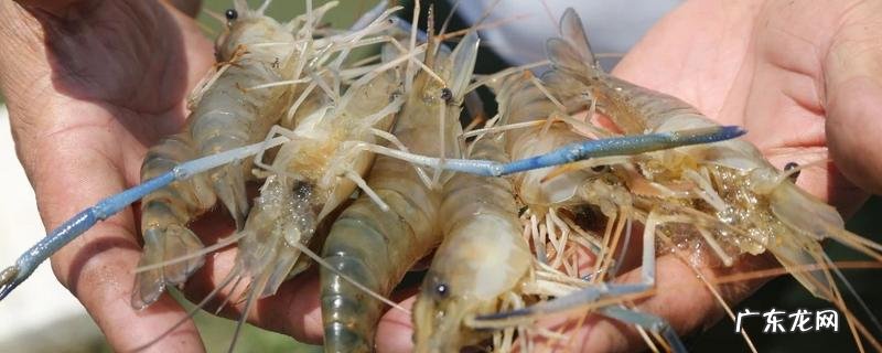 罗氏虾的养殖周期有多长，关于罗氏虾的基本介绍