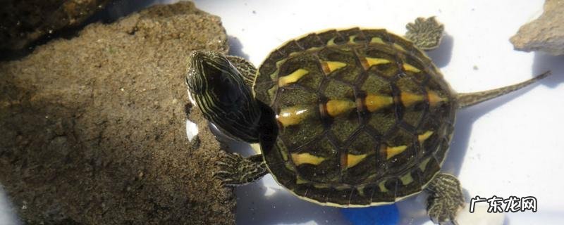 珍珠龟怎么挑选,有哪些养殖方法