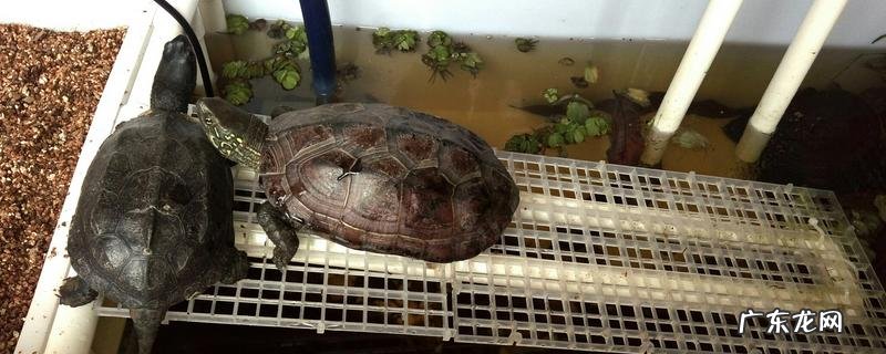 冬天如何养乌龟,帮助它们冬眠的方法有哪些