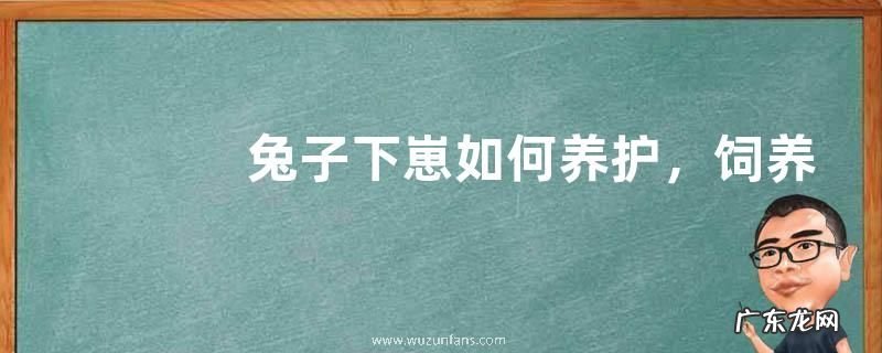 兔子下崽如何养护,饲养兔子的注意事项有哪些