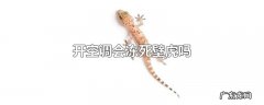 开空调会冻死壁虎吗
