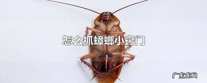 怎么抓蟑螂小窍门
