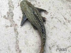 清道夫的风水作用