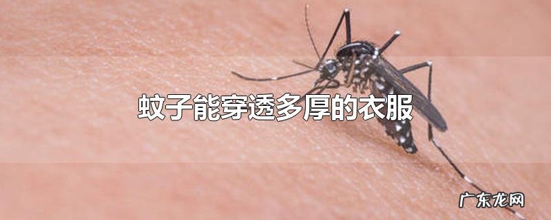 蚊子能穿透多厚的衣服