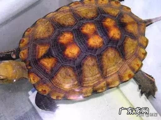 乌龟地风水说法