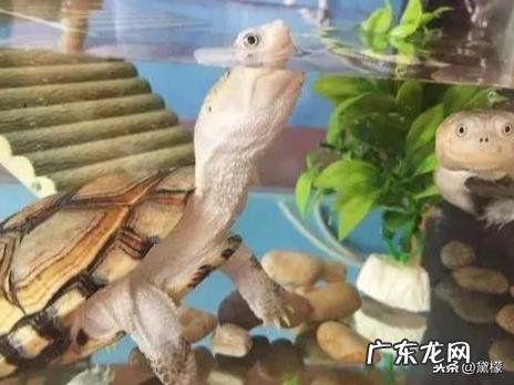 乌龟地风水说法