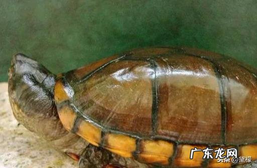 乌龟地风水说法