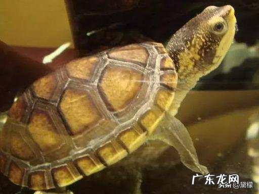 乌龟地风水说法