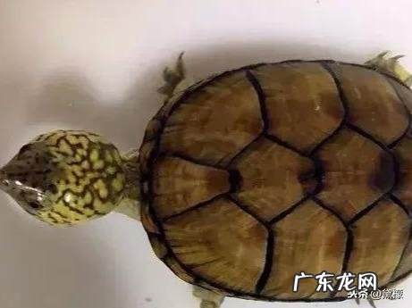 乌龟地风水说法