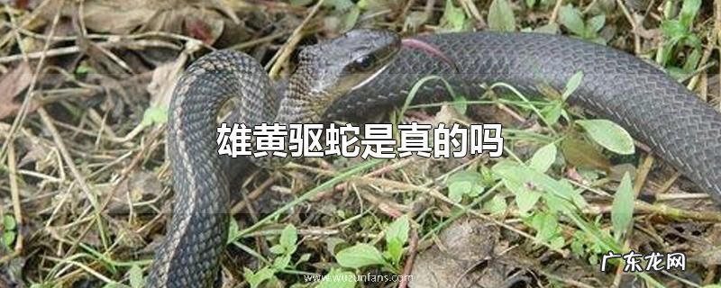 雄黄驱蛇是真的吗