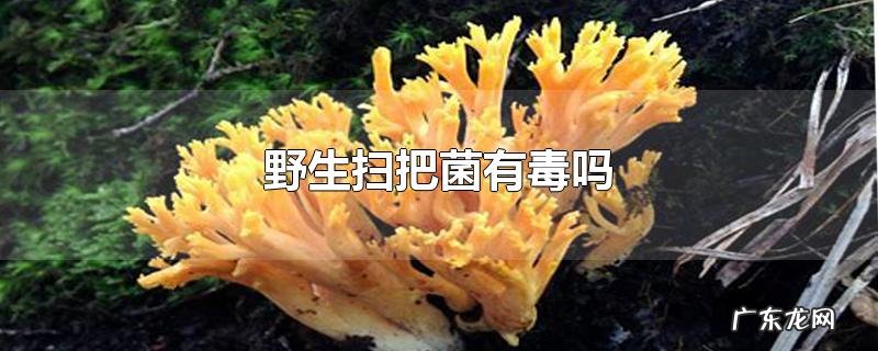 野生扫把菌有毒吗
