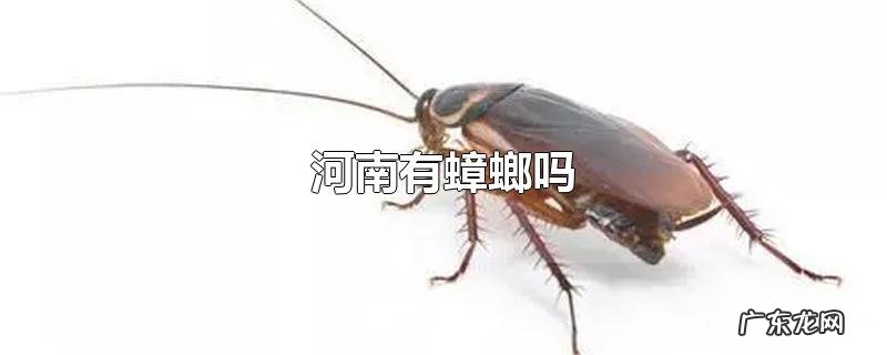 河南有蟑螂吗
