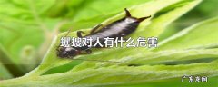 蠼螋对人有什么危害