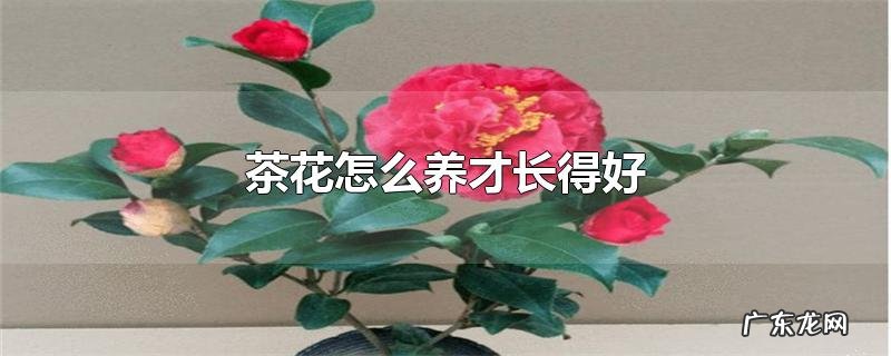 茶花怎么养才长得好