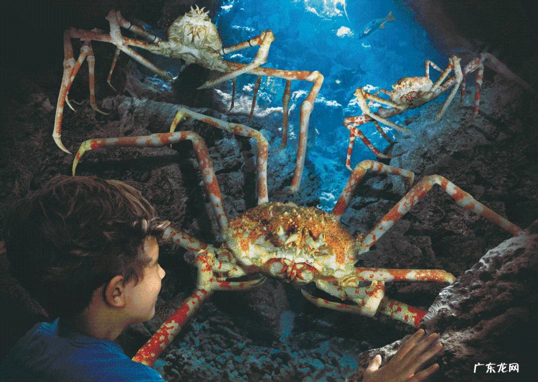 巨型蜘蛛蟹图片