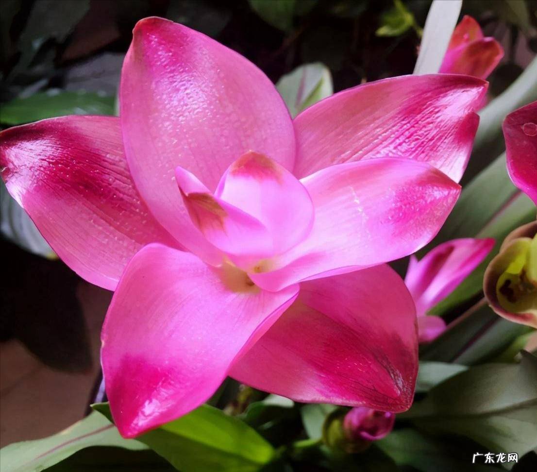 姜荷花种植 姜荷花