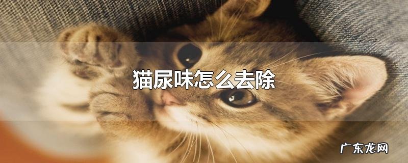 猫尿味怎么去除
