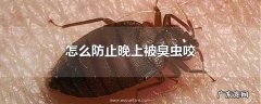 怎么防止晚上被臭虫咬