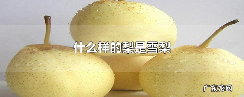 什么样的梨是雪梨