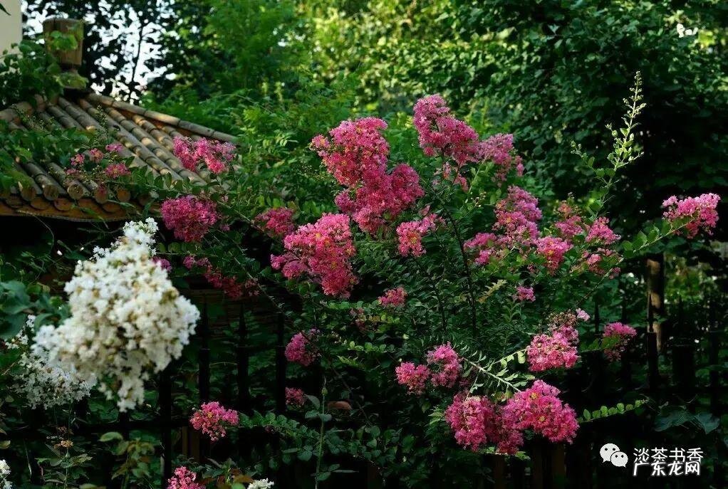 八月的池塘怎么形容